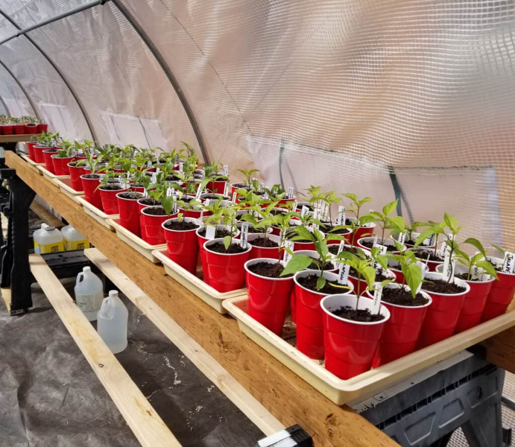 flats of pepper seedlings in red solo cups in the greenhouse-learn how to grow peppers from seeds