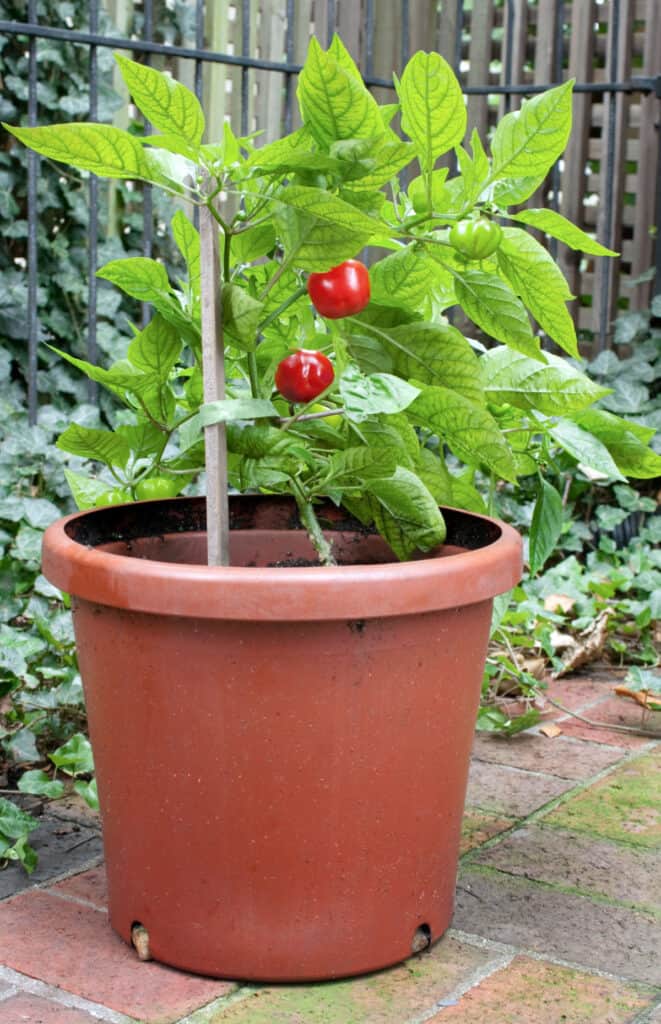 a mature red pepper plant growing in a large pot