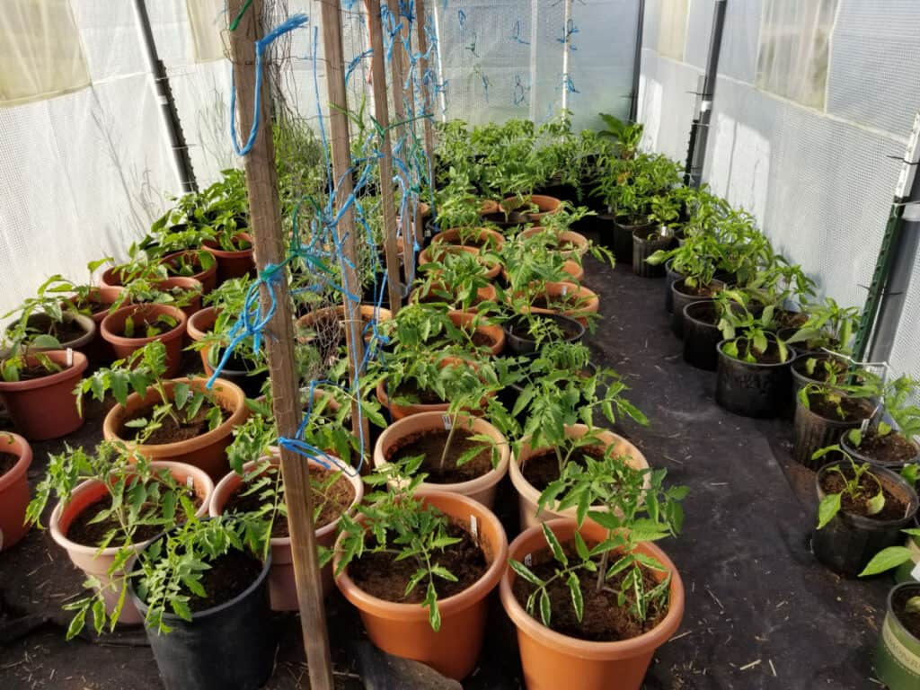 my tomato and pepper plants planted in their final growing containers in the greenhouse
