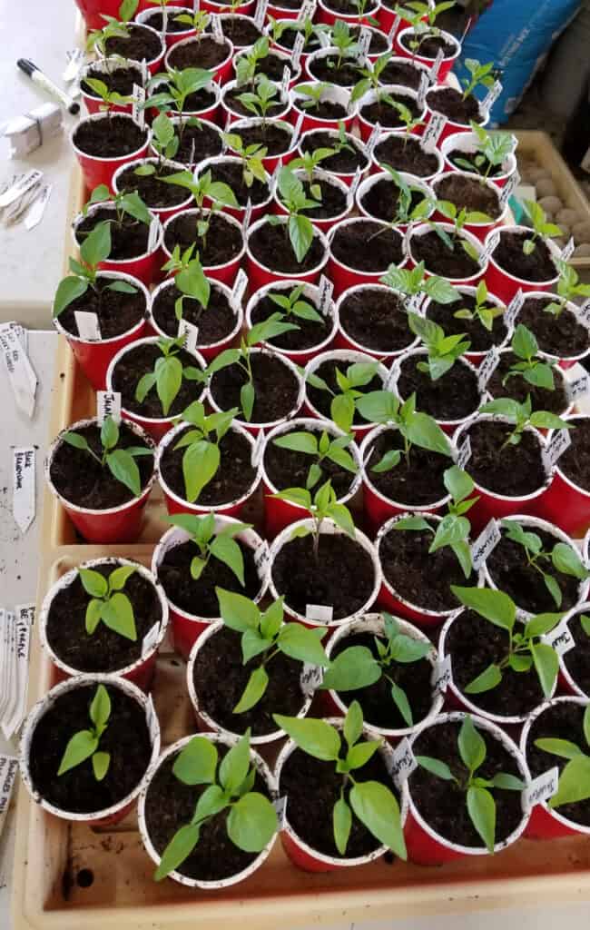 several flats of pepper seedlings transplanted into solo cups-learn how to grow peppers from seeds