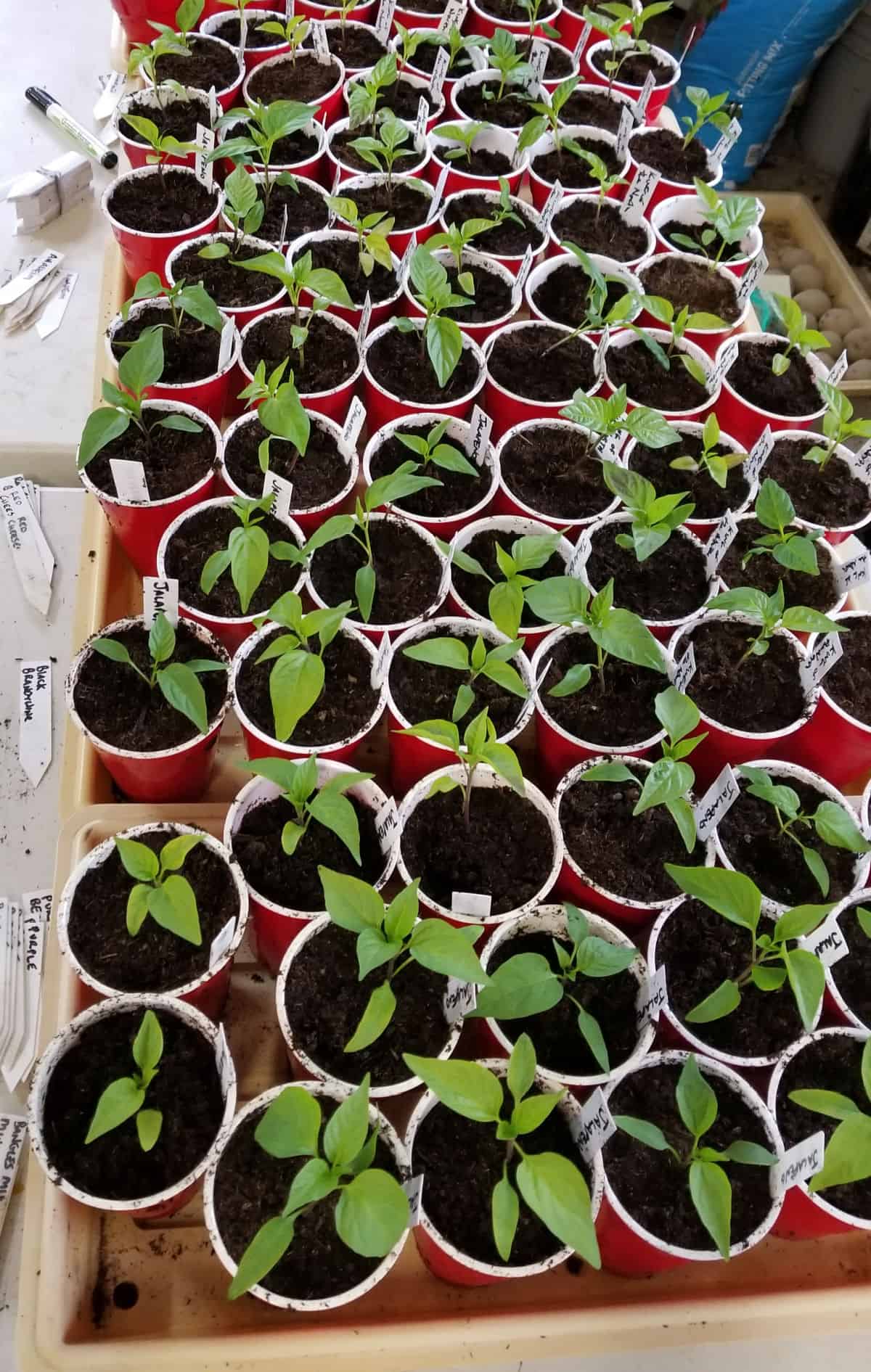 large tall plant pots 20