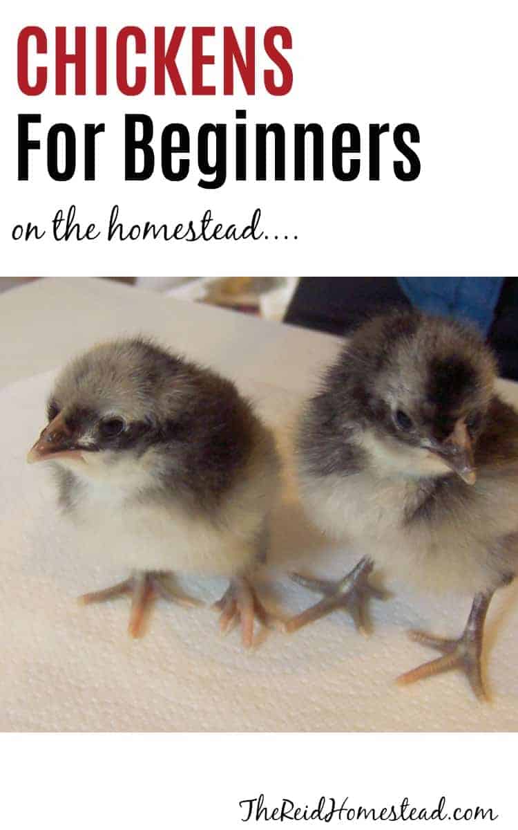 2 baby chicks with text overlay chickens for beginners on the homestead