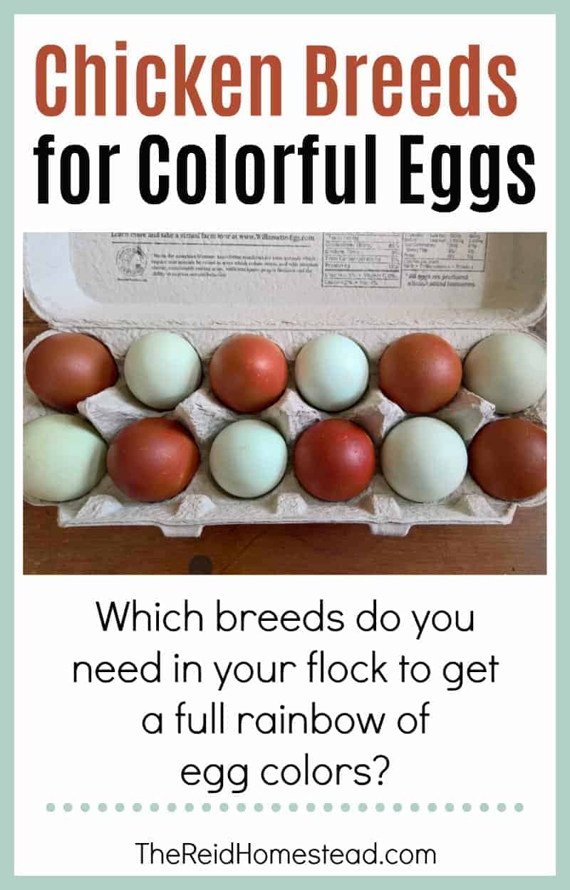 carton of blue and dark brown eggs with text overlay Chicken Breeds for Colorful Eggs