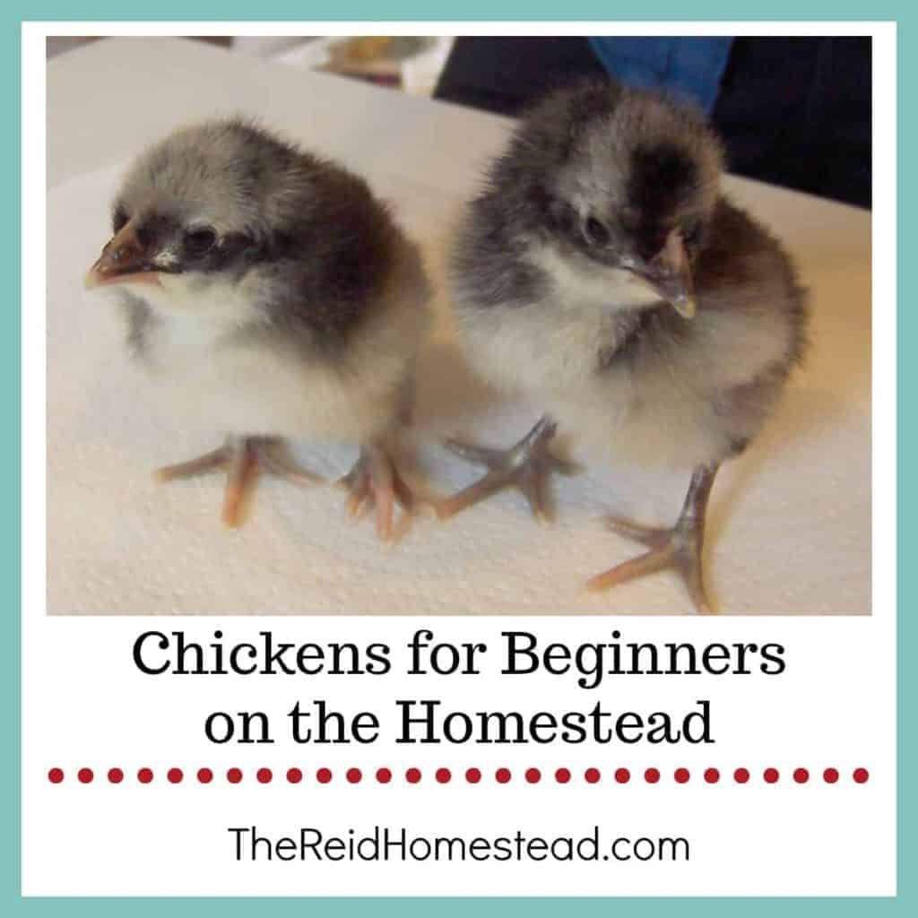 2 baby chicks with text overlay Chickens for Beginners on the Homestead