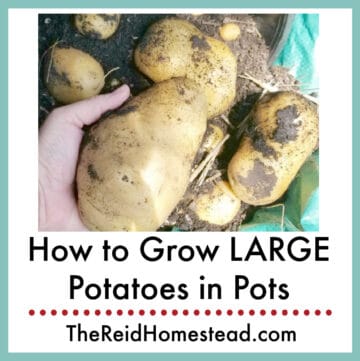 a hand holding a very large potato just harvested from a pot with text overlay How to Grow LARGE Potatoes in Pots