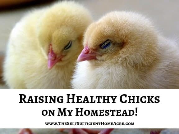 2 baby chicks with text overlay raising healthy chicks on my homestead