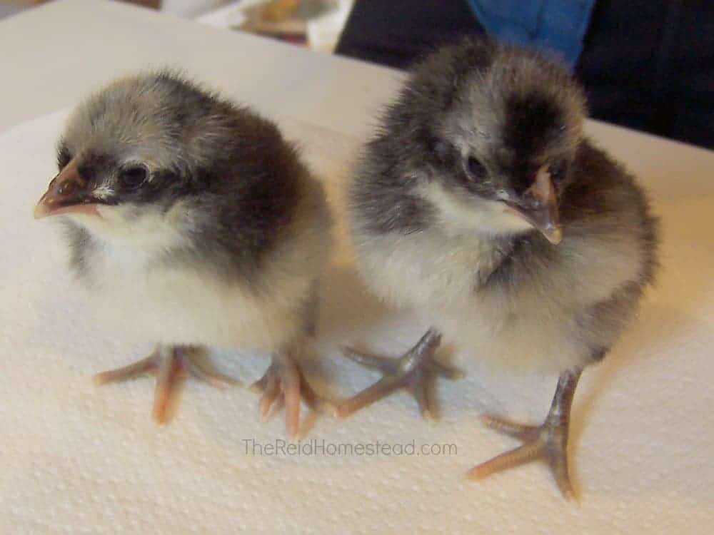 2 baby chicks