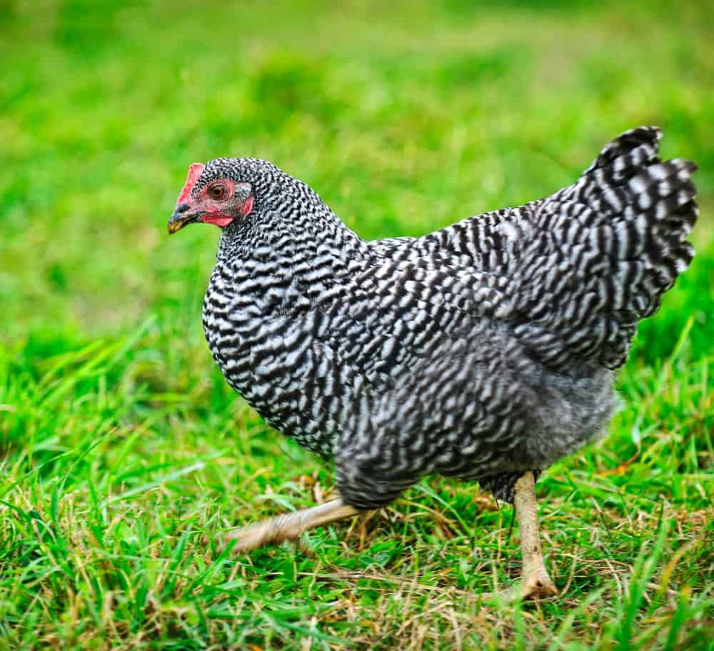 a young barred plymouth rock pullet in the grass