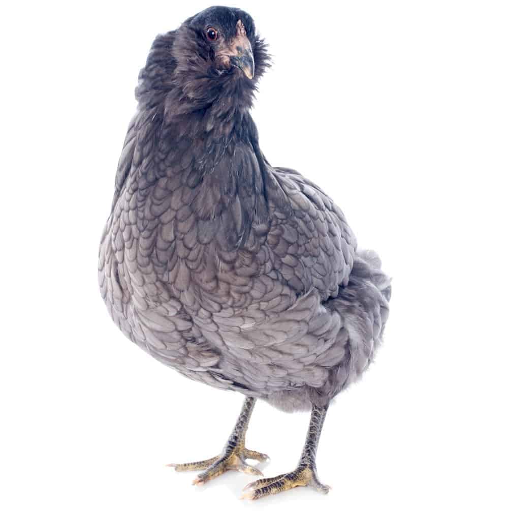 a blue Araucana hen with a white background