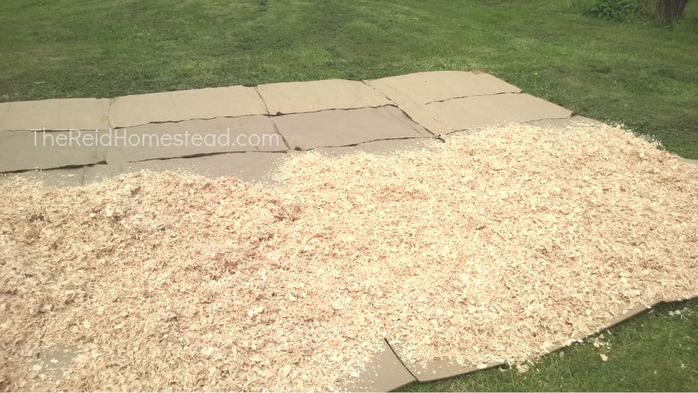 new garden bed being created in grassy lawn with layer of cardboard put down with mulch on top