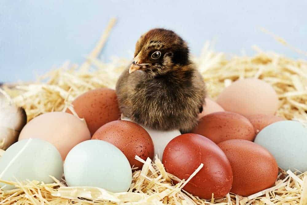 chick sitting on colorful blue and brown eggs