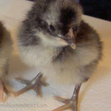 2 baby chicks