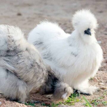 a pair of blue and white silkies