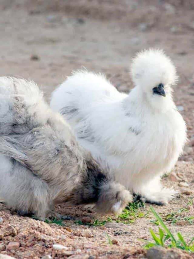 Chicken Breeds for Colorful Eggs