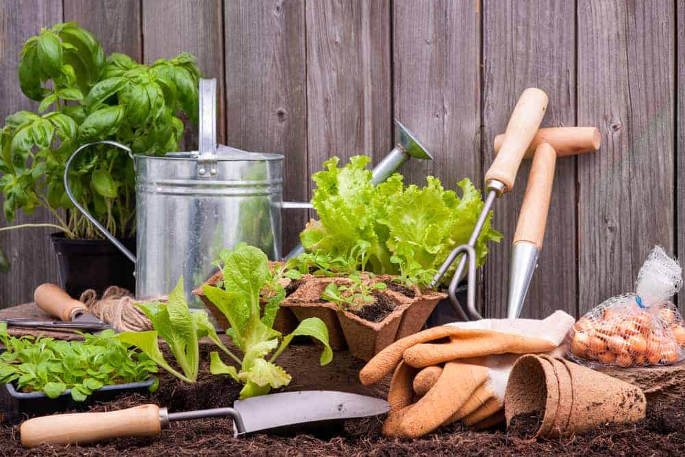 gardening tools and gloves with plant starts on soil