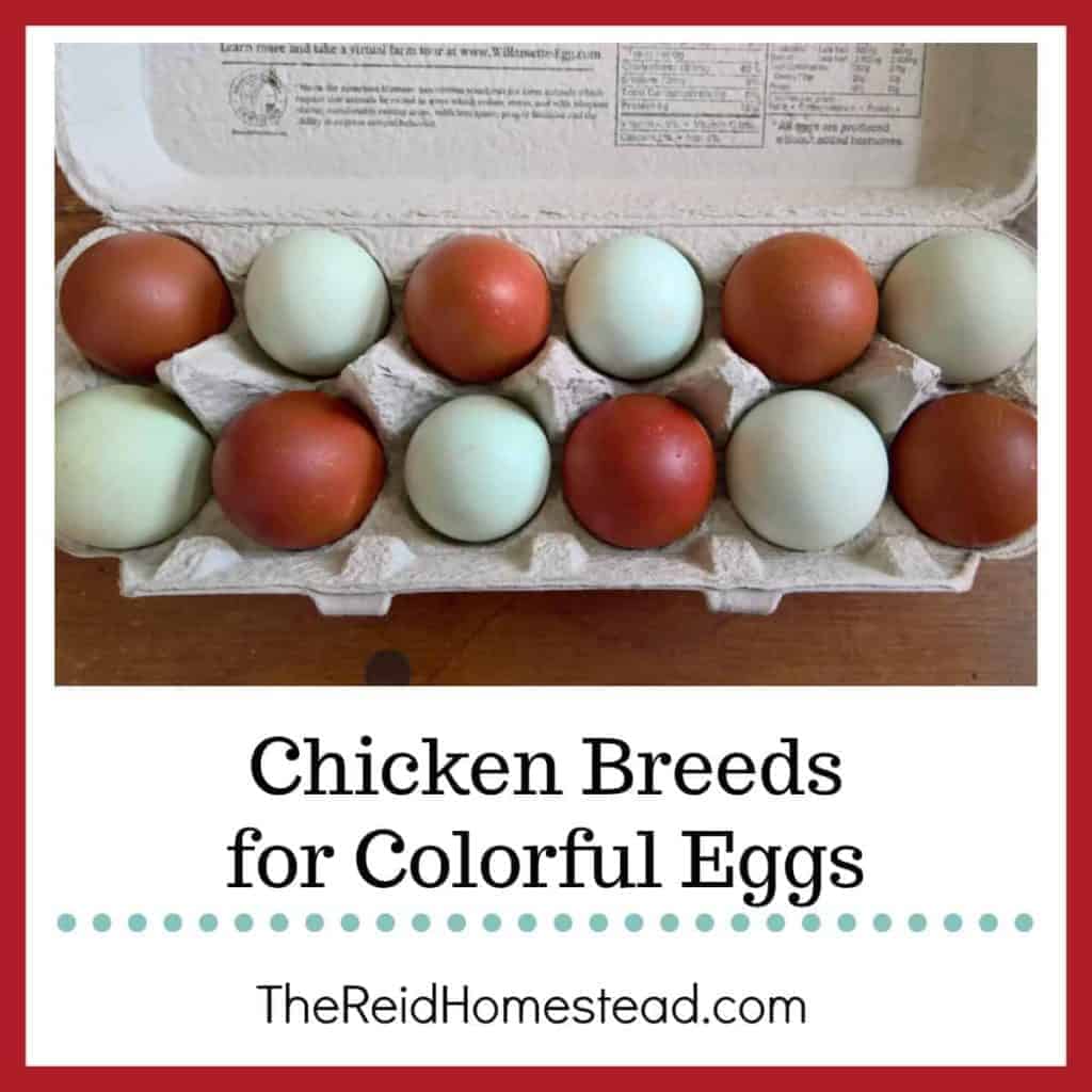 carton of blue and dark brown eggs with text overlay Chicken Breeds for Colorful Eggs