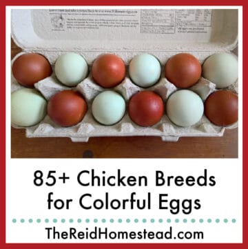 a carton of dark brown and blue eggs, text overlay 85+ chicken breeds for colorful eggs