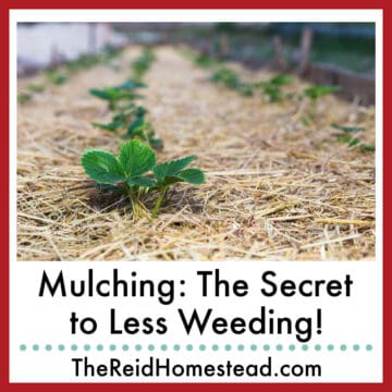 strawberry plants mulched with straw with text overlay Mulching: The Secret to Less Weeding