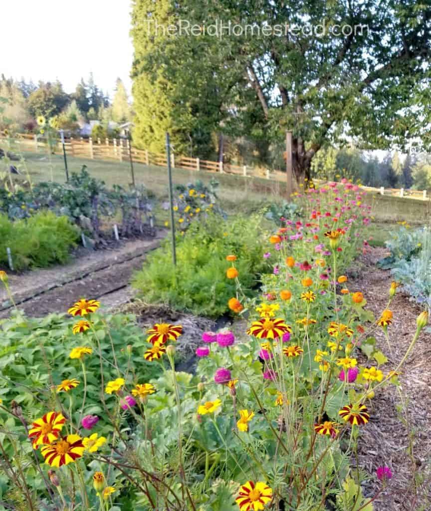 flowers growing in the vegetable garden - food gardening for beginners