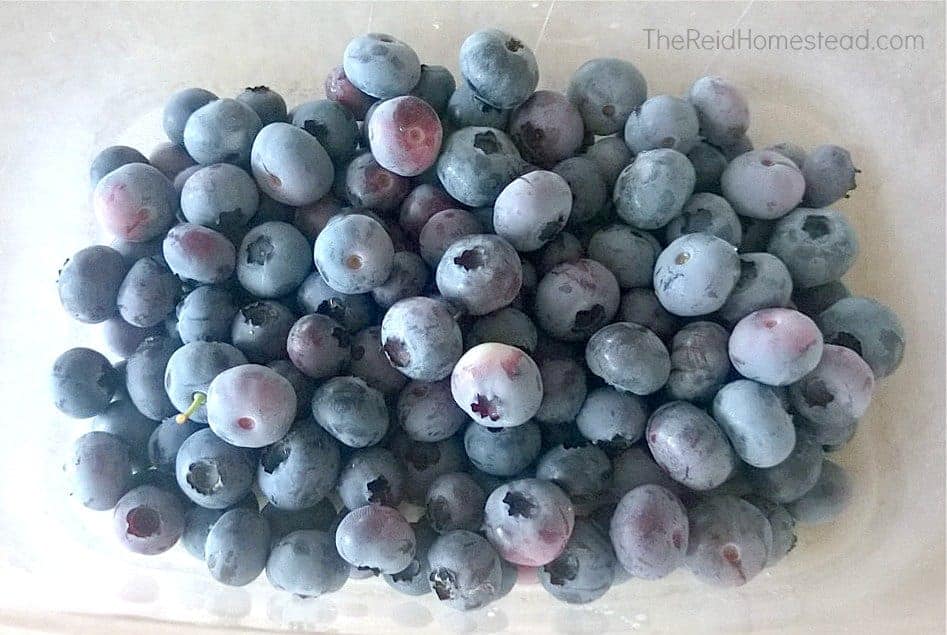 close up of bowl full of home grown blueberries