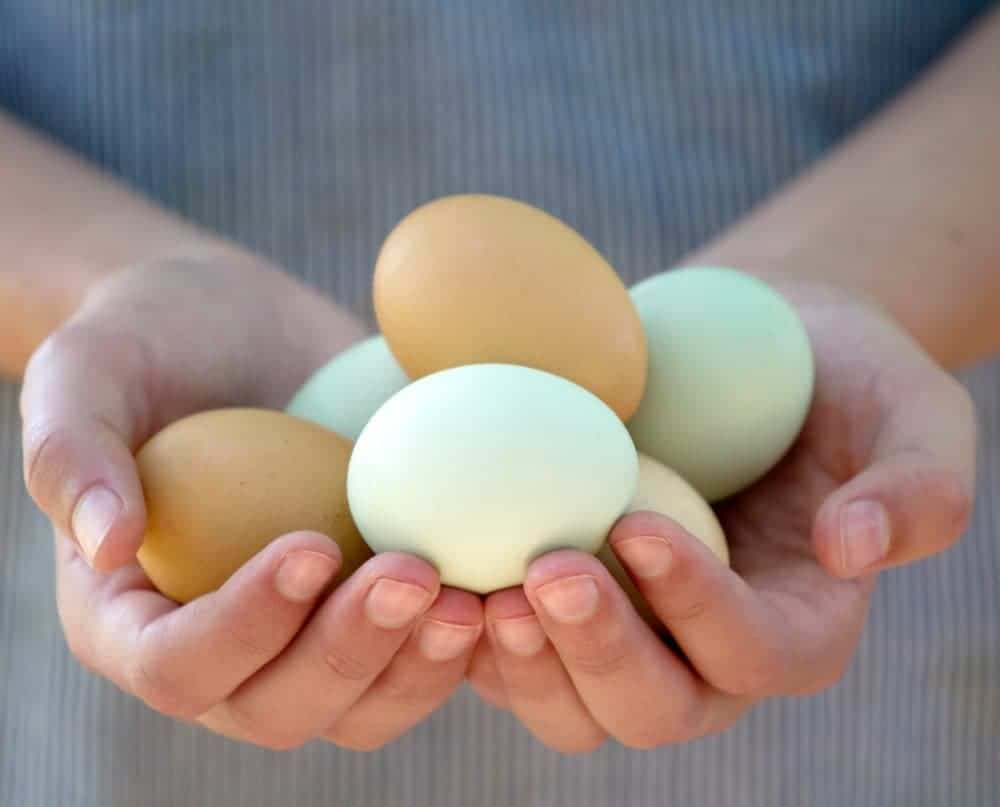 two hands holding an assortment of blue and green eggs