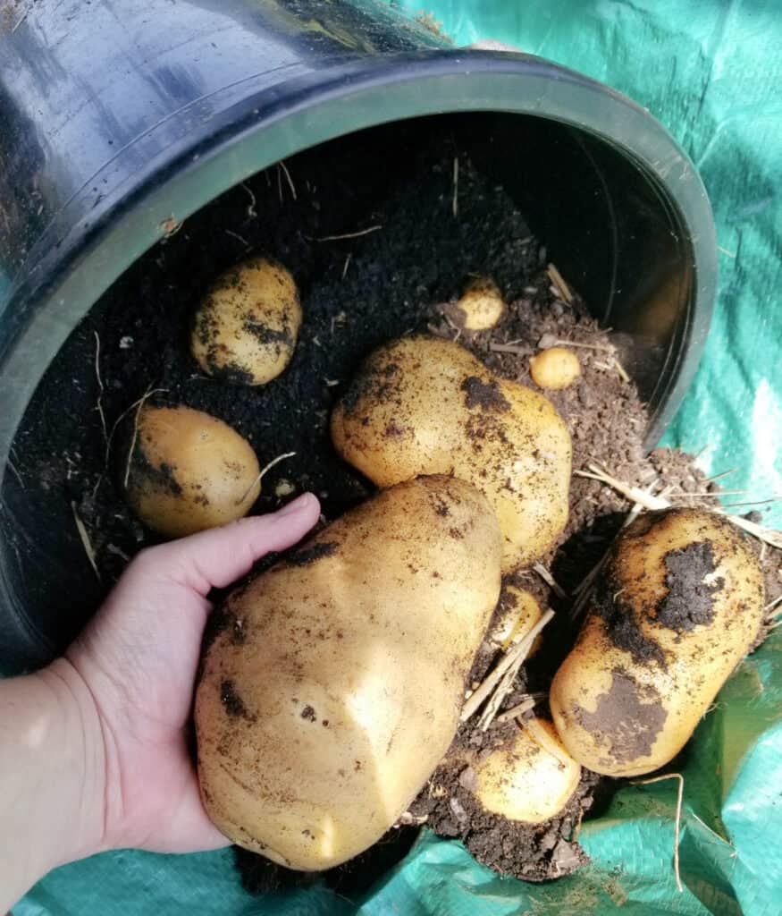 harvesting a bunch of potatoes grown in a pot with one hand holding an extra large potato from the harvest