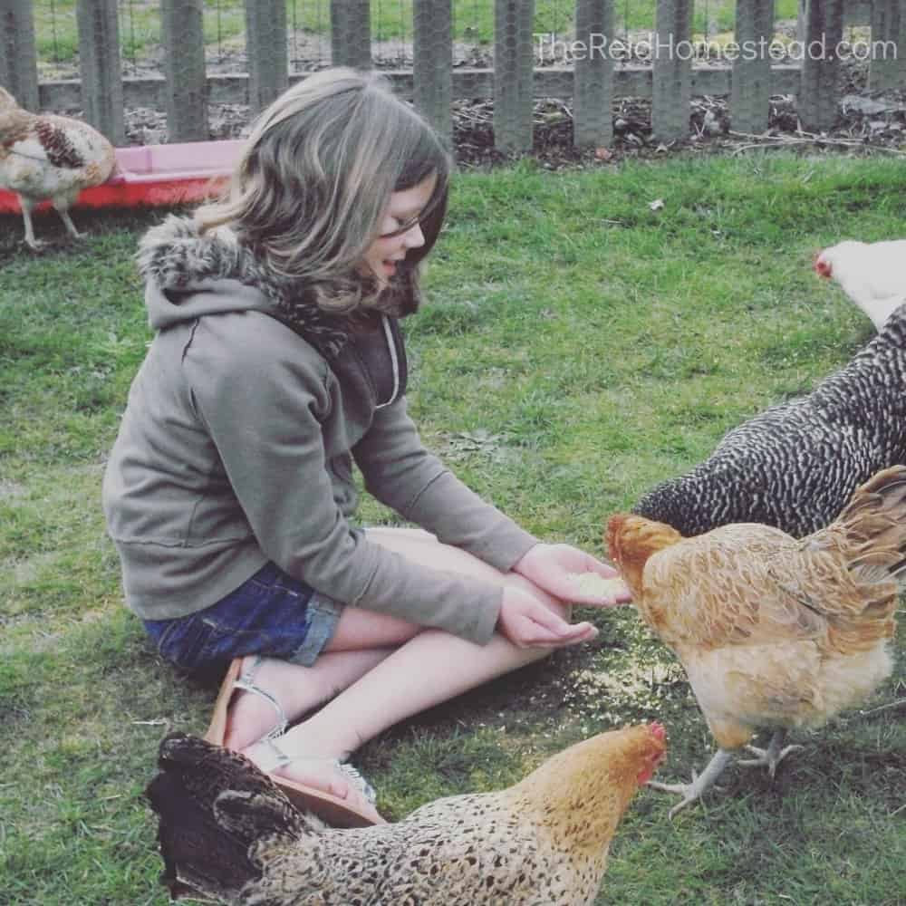 girl sitting on grass feeding chickens from her hands