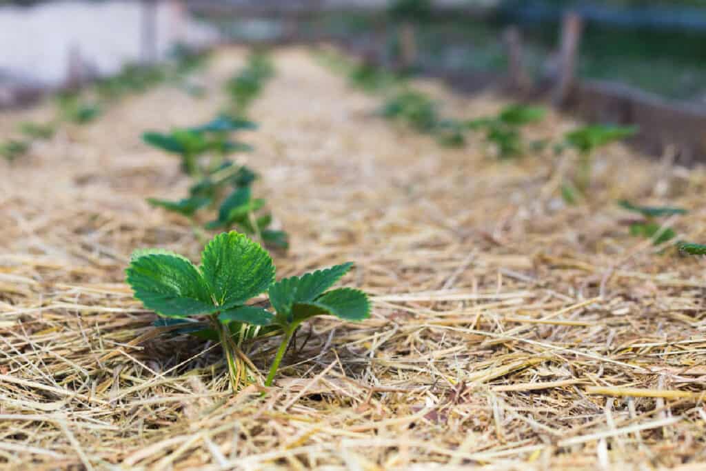 strawberry plants in a no till garden mulched with straw