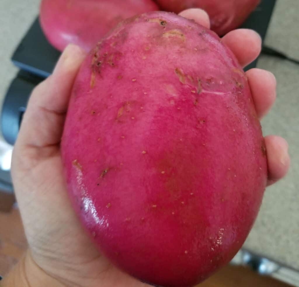 a extra large red potato being held in one hand