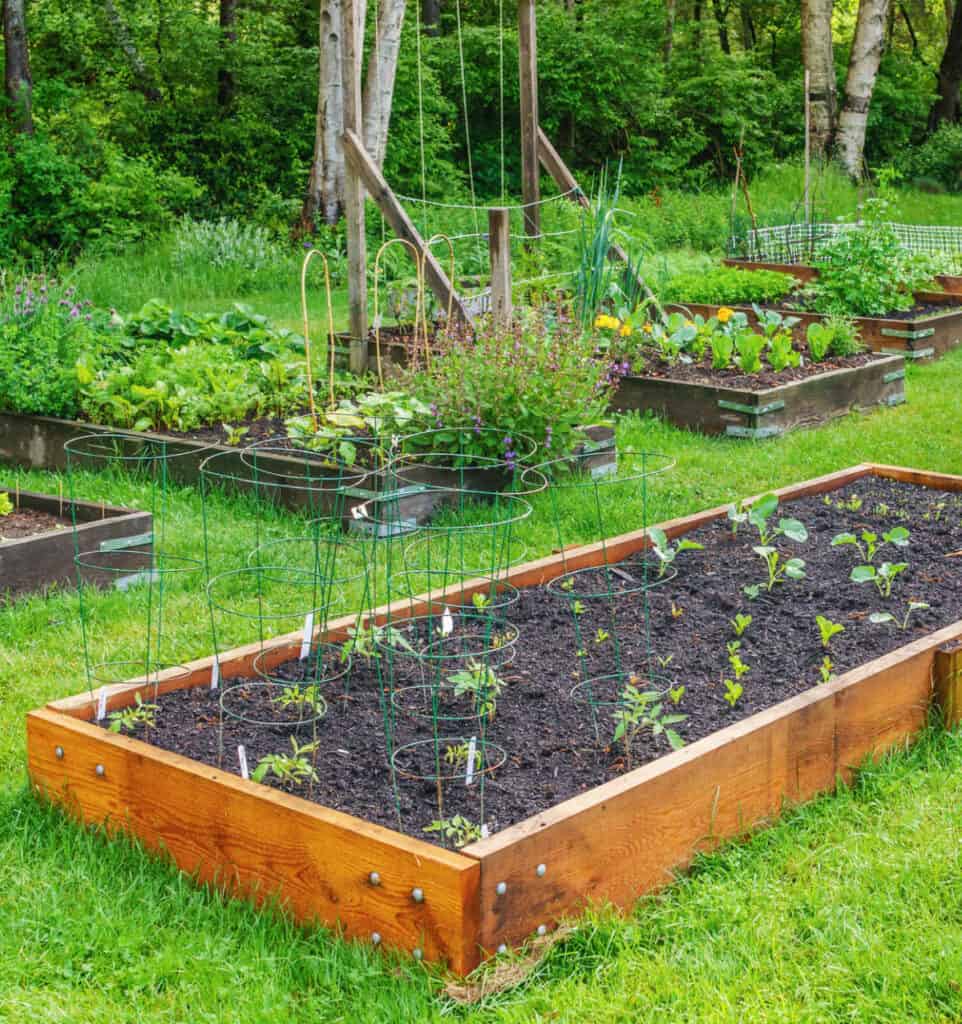 a vegetable garden made of wood raised beds with grass walk ways