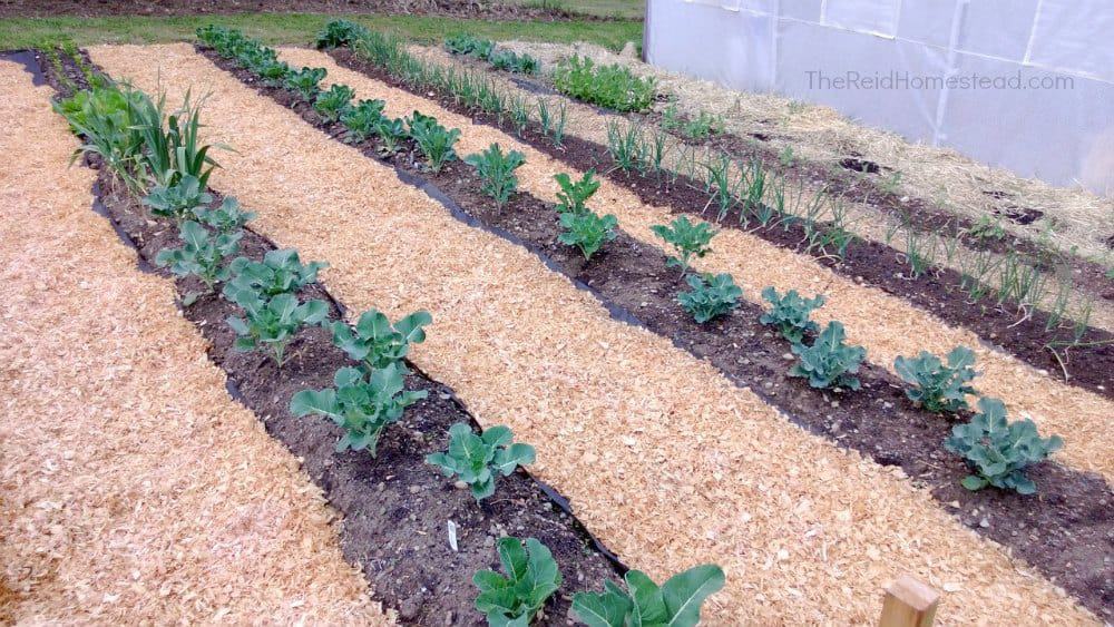 close up shot of our vegetable garden rows with mulched path ways between