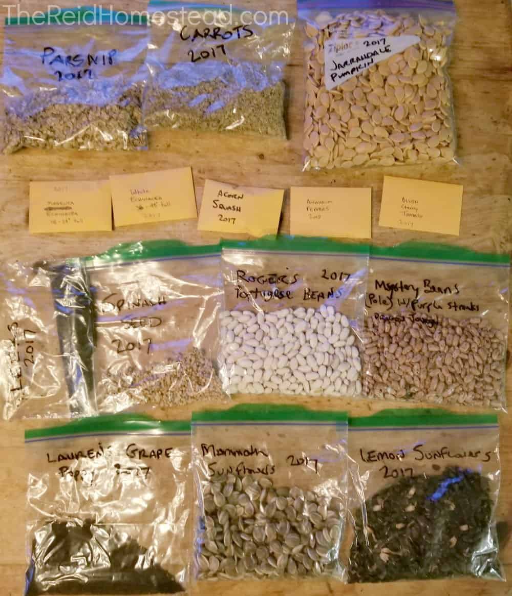 baggies full of various vegetable seeds that I have saved and collected - food gardening for beginners