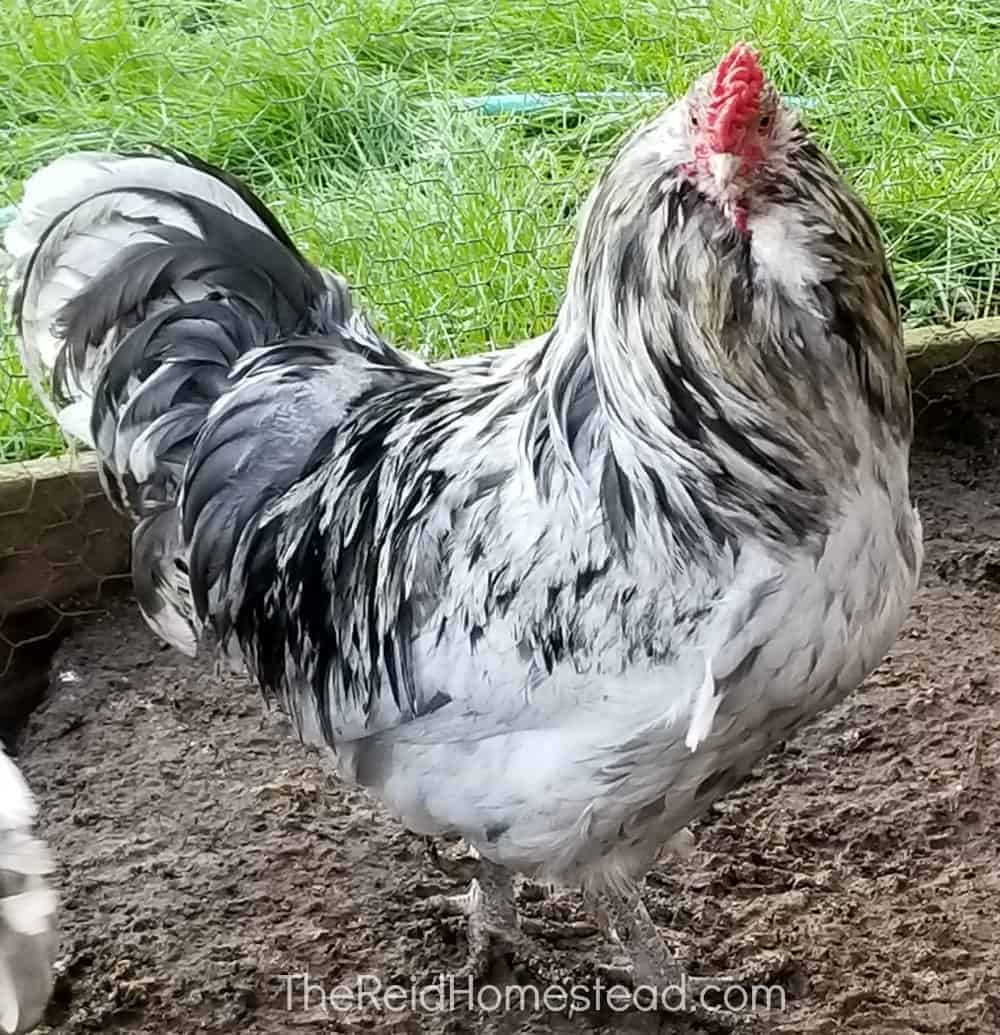 splash variety ameraucana rooster