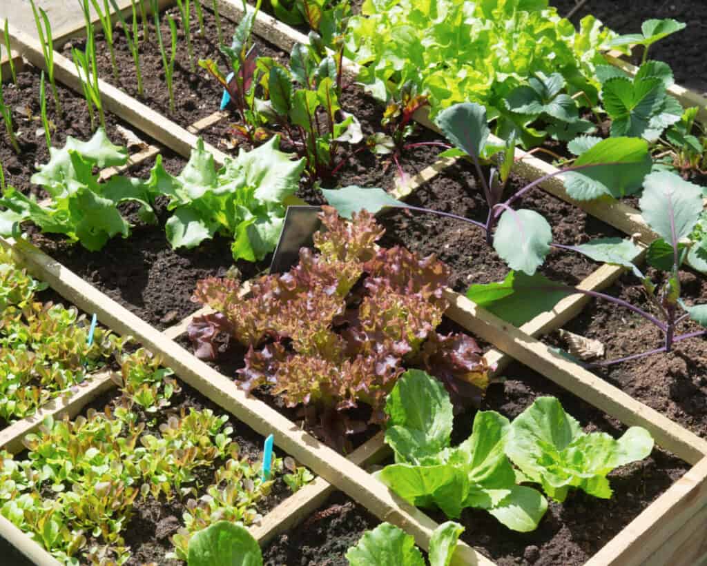 close up of a square foot vegetable garden with wood dividers placed every 12"