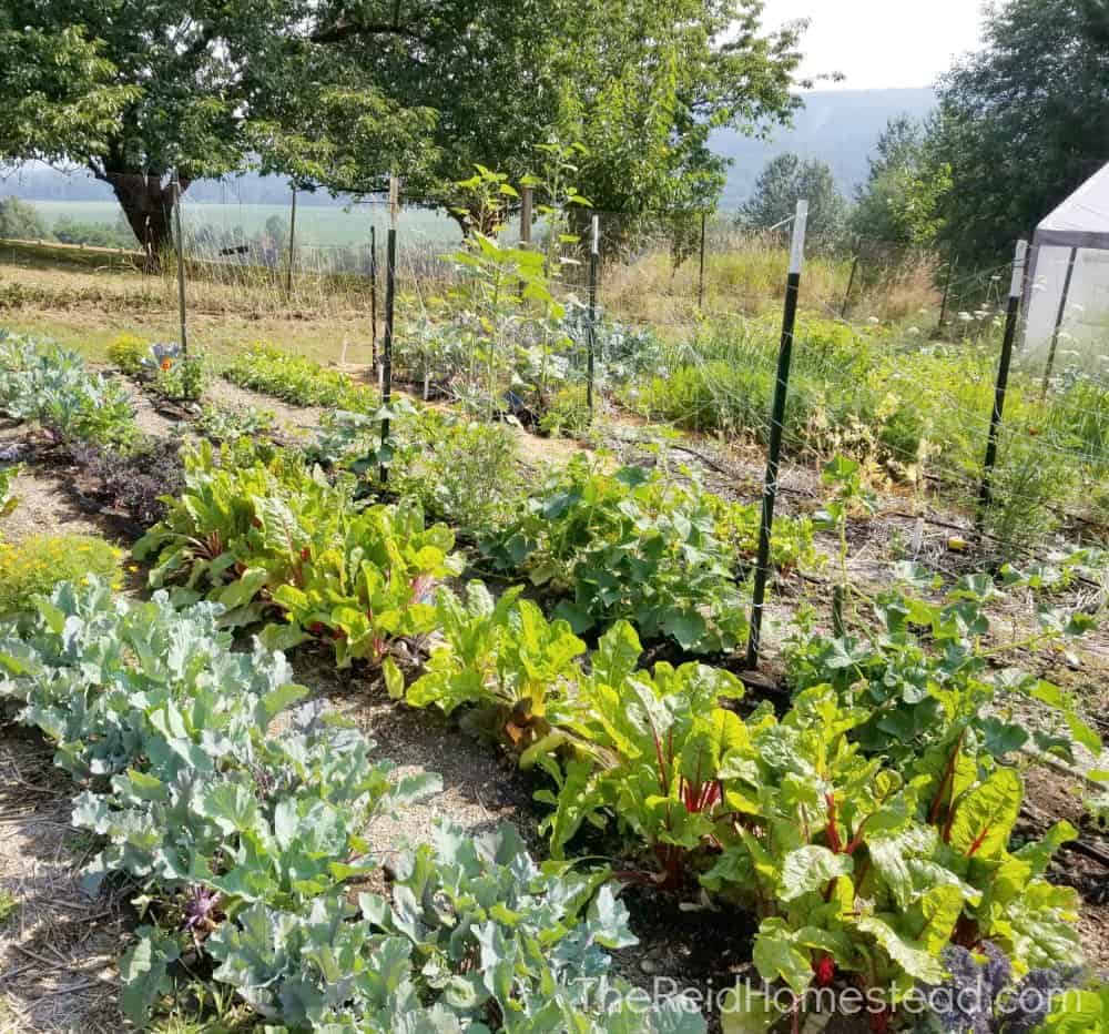 vegetable rows in the vegetable garden - food gardening for beginners