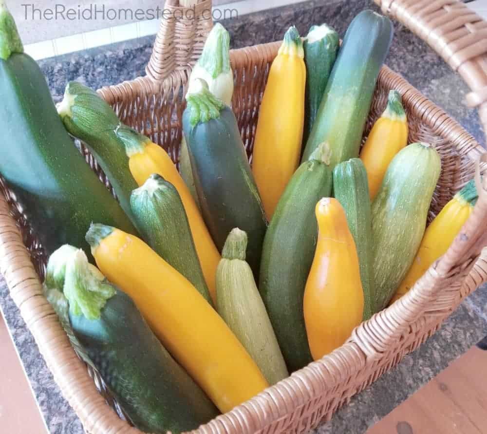 basket full of home grown zucchini and summer squash - food gardening for beginners