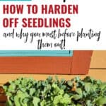 a flat of seedlings text overlay Tips On How to Harden Off Seedlings and Why You Should before planting them out!