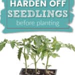 close up of a 6-pack of tomato seedlings, text overlay Learn How and Why you need to Harden Off Seedlings before Planting