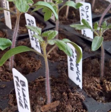 a plant flat full of tomato seedlings