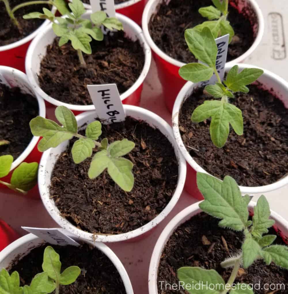 tomato plant seedlings