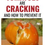 a red cracked tomato with text overlay Learn Why your Tomatoes are Cracking and How to Prevent It