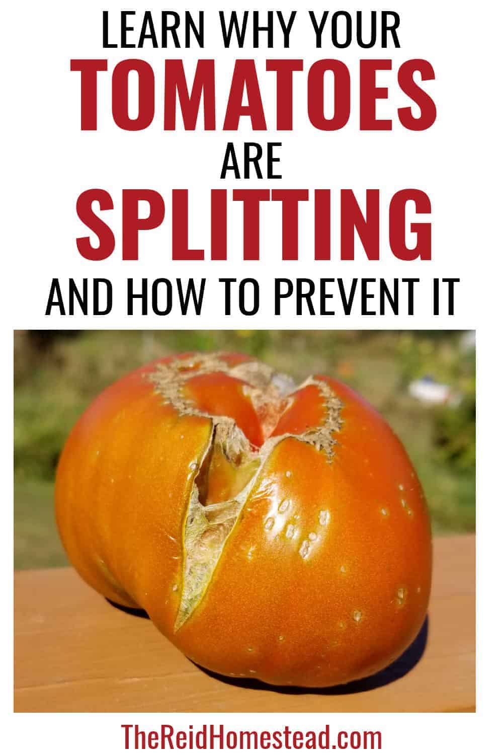 close up of a cracked tomato with text overlay Learn Why Your Tomatoes are Splitting and How to Prevent It