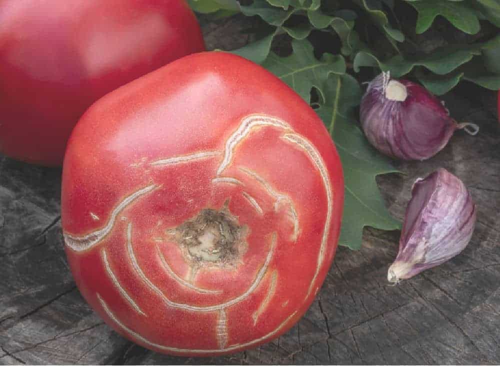 a close up view of a tomato with concentric circling cracks around the top of it