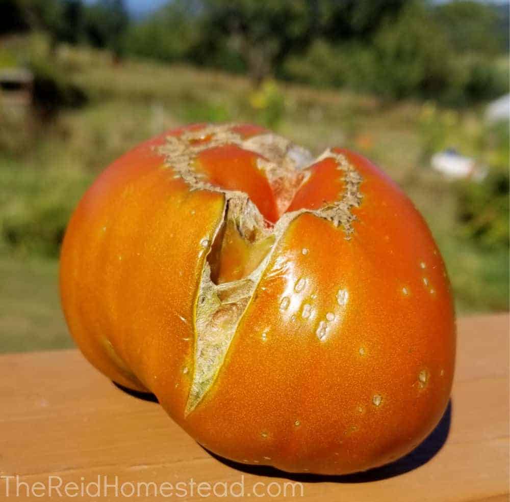 close up of an heirloom tomato that cracked across the bottom