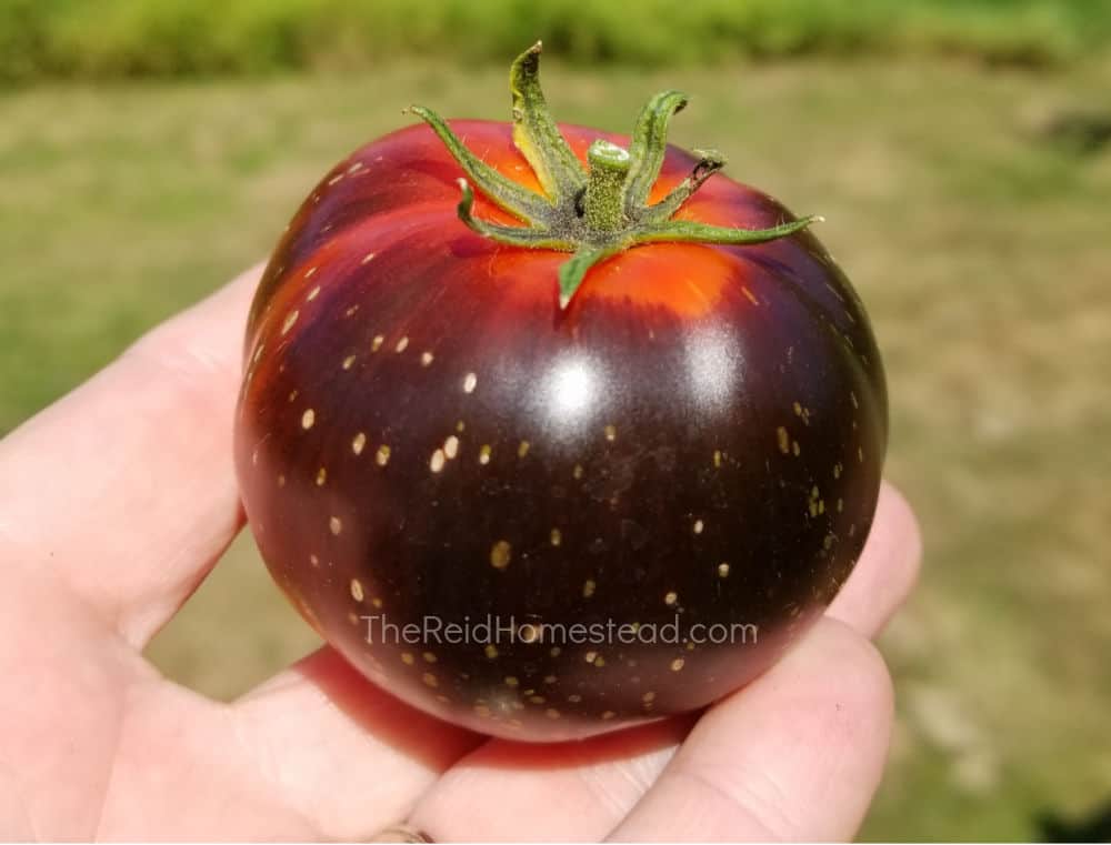 close up shot of a perfect dark galaxy tomato