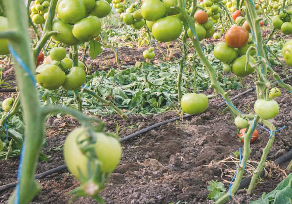 close up of drip irrigation hoses beneath mature tomato plants