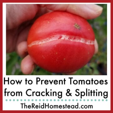 a cracked red tomato with text overlay How to Prevent Tomatoes from Cracking & Splitting