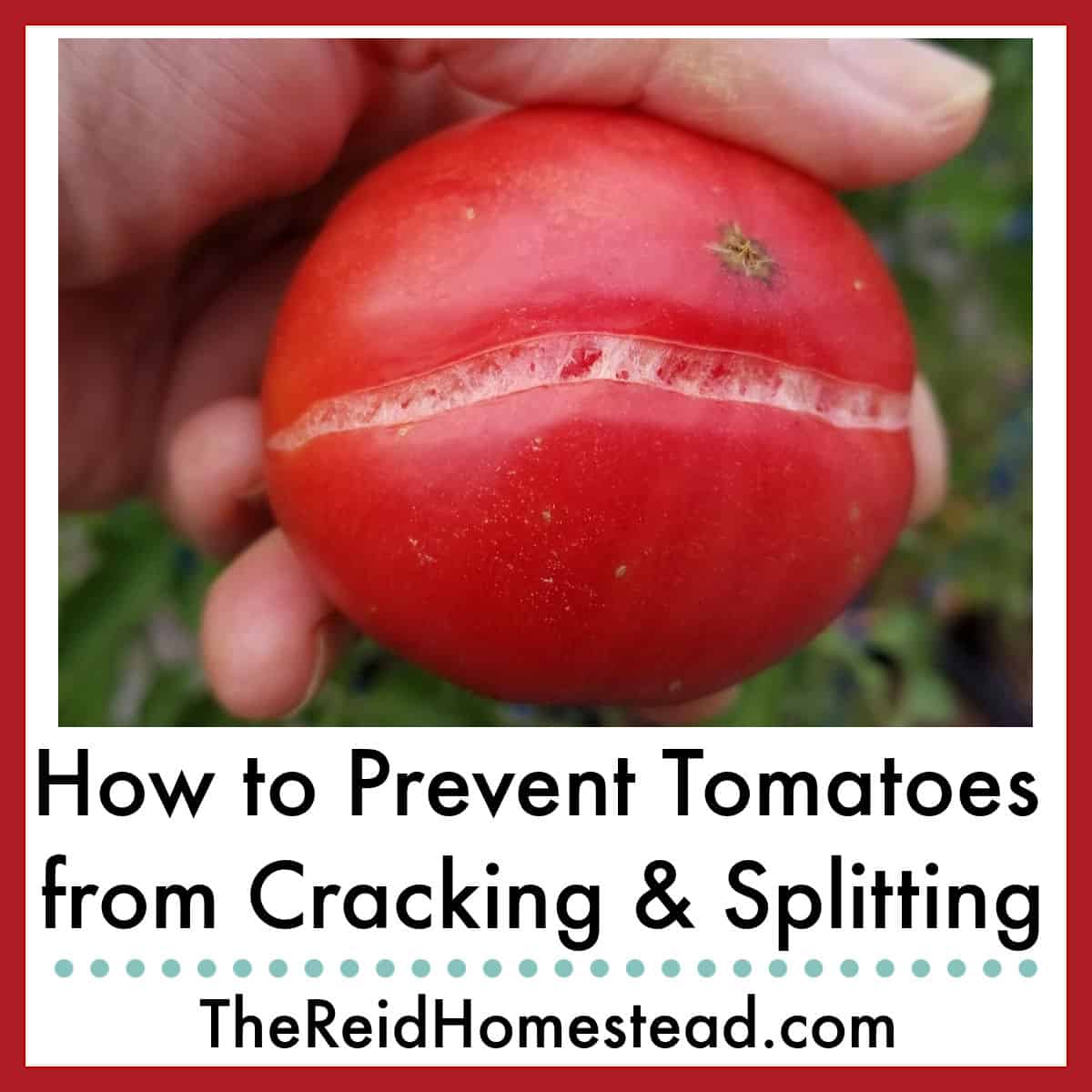 a cracked red tomato with text overlay How to Prevent Tomatoes from Cracking & Splitting