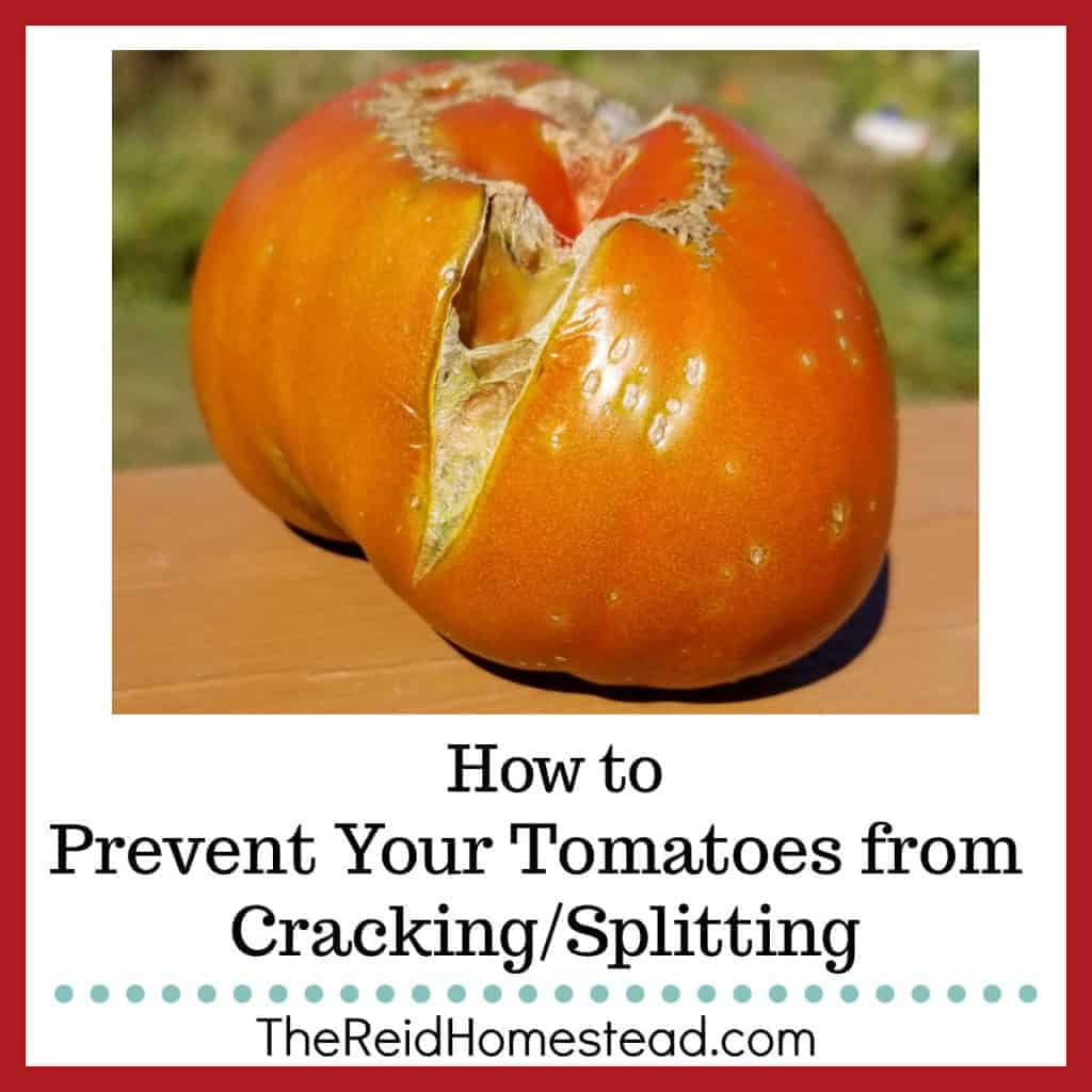 close up of cracked tomato with text overlay How to Prevent Your Tomatoes from Cracking/Splitting