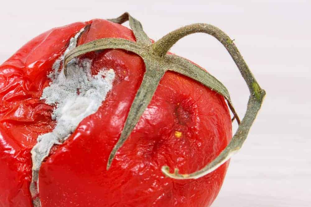 close up of a tomato with a crack in it that has gone moldy